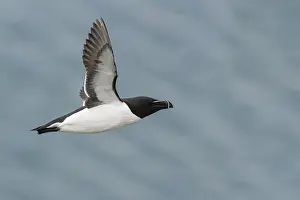 Razorbill Bird Imprime: Razorbill