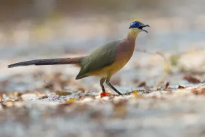 Cuculidae Family Birds Imprime: Red-capped Coua, Coua ruficeps