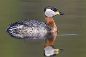 Red Necked Grebe Imprime: Red-necked Grebe