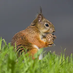 Sciuridae Species Images Imprime: Red Squirrel