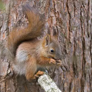 Finland Nature Photos Imprime: Red Squirrel