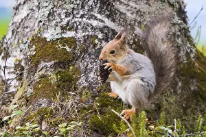 Sciurus Vulgaris Imprime: Red Squirrel