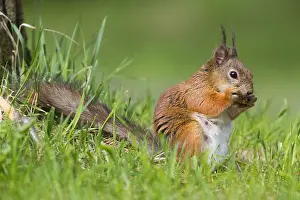 Wild Animal Portrait Photography Imprime: Red Squirrel