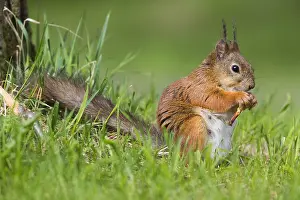 Sciurus Vulgaris Imprime: Red Squirrel