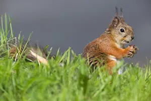 Sciurus Vulgaris Portrait Imprime: Red Squirrel