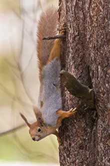 Sciurus Vulgaris Portrait Imprime: Red Squirrel