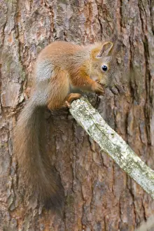 Sciurus Vulgaris Imprime: Red Squirrel