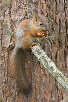 Pine Tree Wildlife Imprime: Red Squirrel