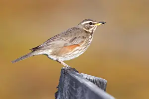 Redwing Bird Imprime: Redwing