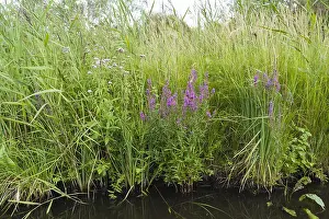 Summer Flowers Europe Imprime: Reedbed in bloom