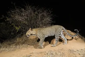 Predator Animal Behavior Imprime: A remote camera trap captures a leopard