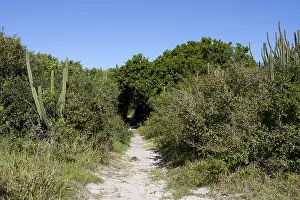 South America Coast Imprime: Restinga