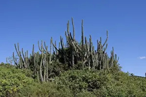 South America Landscape Imprime: Restinga