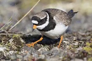 Wader Bird Species Imprime: Ringed Plover