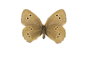 Aphantopus Hyperantus Imprime: Ringlet, Aphantopus hyperantus