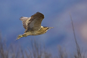 Botaurus Stellaris Habitat Imprime: Roerdomp; Bittern; Botaurus stellaris