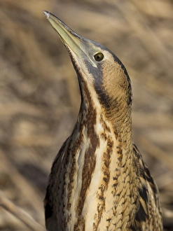 Eurasian Bittern Habitat Imprime: Roerdomp, Eurasian Bittern, Botaurus stellaris