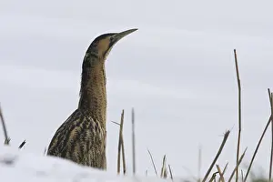 Botaurus Stellaris Imprime: Roerdomp, Eurasian Bittern, Botaurus stellaris
