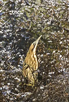 Botaurus Stellaris Images Imprime: Roerdomp, Eurasian Bittern, Botaurus stellaris