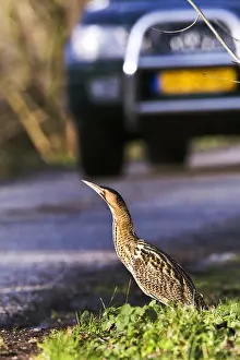 Botaurus Stellaris Imprime: Roerdomp, Eurasian Bittern, Botaurus stellaris
