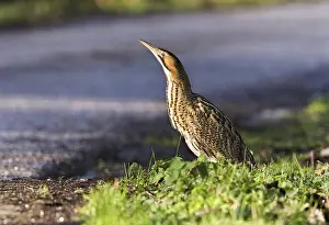 Eurasian Bittern Habitat Imprime: Roerdomp, Eurasian Bittern, Botaurus stellaris