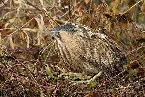 Eurasian Bittern Habitat Imprime: Roerdomp, Eurasian Bittern, Botaurus stellaris