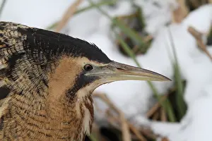 Botaurus Stellaris Imprime: Roerdomp, Eurasian Bittern, Botaurus stellaris