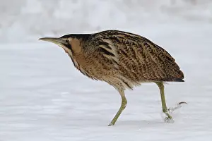 Botaurus Stellaris Habitat Imprime: Roerdomp, Eurasian Bittern, Botaurus stellaris