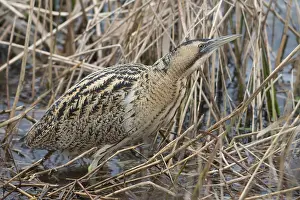 Eurasian Bittern Habitat Imprime: Roerdomp, Eurasian Bittern, Botaurus stellaris