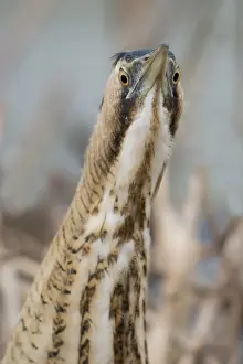 Botaurus Stellaris Imprime: Roerdomp, Eurasian Bittern, Botaurus stellaris