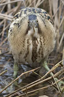 Botaurus Stellaris Habitat Imprime: Roerdomp, Eurasian Bittern, Botaurus stellaris