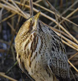 Botaurus Stellaris Habitat Imprime: Roerdomp, Eurasian Bittern, Botaurus stellaris
