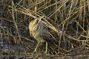 Botaurus Stellaris Habitat Imprime: Roerdomp, Eurasian Bittern, Botaurus stellaris