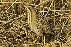 Botaurus Stellaris Imprime: Roerdomp, Eurasian Bittern, Botaurus stellaris