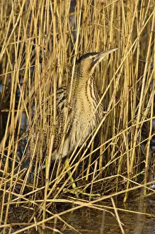 Botaurus Stellaris Imprime: Roerdomp, Eurasian Bittern, Botaurus stellaris