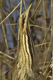Eurasian Bittern Habitat Imprime: Roerdomp, Eurasian Bittern, Botaurus stellaris