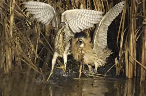 Botaurus Stellaris Habitat Imprime: Roerdomp, Eurasian Bittern, Botaurus stellaris