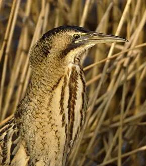 Botaurus Stellaris Imprime: Roerdomp, Eurasian Bittern, Botaurus stellaris