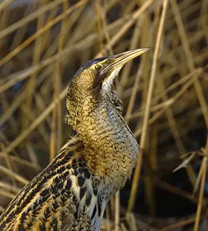Botaurus Stellaris Imprime: Roerdomp, Eurasian Bittern, Botaurus stellaris