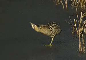 Eurasian Bittern Habitat Imprime: Roerdomp, Eurasian Bittern, Botaurus stellaris