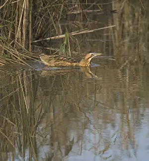 Botaurus Stellaris Habitat Imprime: Roerdomp, Eurasian Bittern, Botaurus stellaris