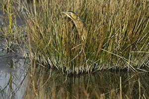 Eurasian Bittern Habitat Imprime: Roerdomp, Eurasian Bittern, Botaurus stellaris