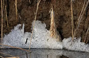Eurasian Bittern Habitat Imprime: Roerdomp; Eurasian Bittern; Botaurus stellaris