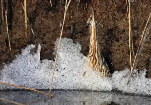 Botaurus Stellaris Imprime: Roerdomp, Eurasian Bittern, Botaurus stellaris