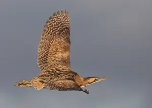 Botaurus Stellaris Imprime: Roerdomp, Eurasian Bittern, Botaurus stellaris