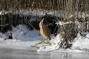 Botaurus Stellaris Habitat Imprime: Roerdomp Eurasian Bittern Botaurus stellaris