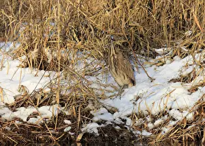 Botaurus Stellaris Habitat Imprime: Roerdomp Eurasian Bittern; Botaurus stellaris;