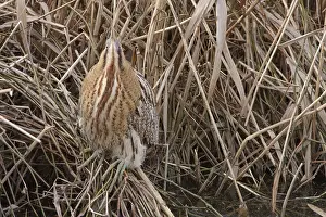 Botaurus Stellaris Habitat Imprime: Roerdomp, Eurasian Bittern, Botaurus stellaris