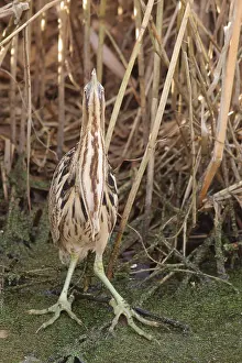 Eurasian Bittern Habitat Imprime: Roerdomp, Eurasian Bittern, Botaurus stellaris