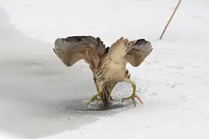 Botaurus Stellaris Imprime: Roerdomp, Eurasian Bittern, Botaurus stellaris